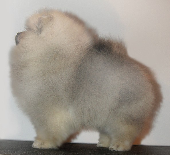 �����������/pedigree