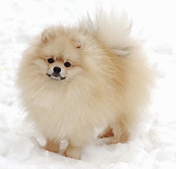 родословная/pedigree
