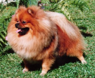 родословная/pedigree