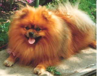родословная/pedigree