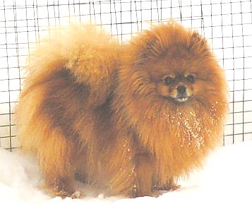 родословная/pedigree