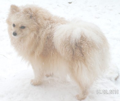 родословная/pedigree