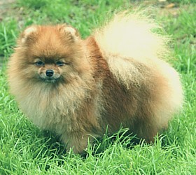 родословная/pedigree