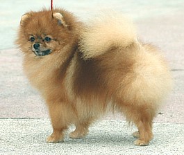 родословная/pedigree