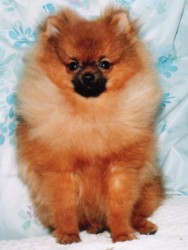 родословная/pedigree
