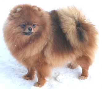 родословная/pedigree