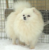 родословная/pedigree
