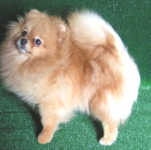 родословная/pedigree
