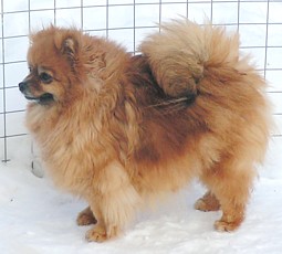 родословная/pedigree