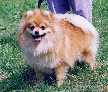 родословная/pedigree