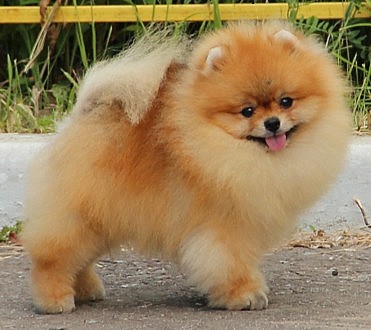 родословная/pedigree