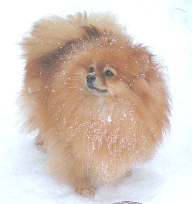 родословная/pedigree