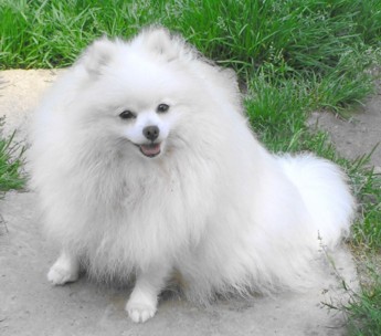 родословная/pedigree
