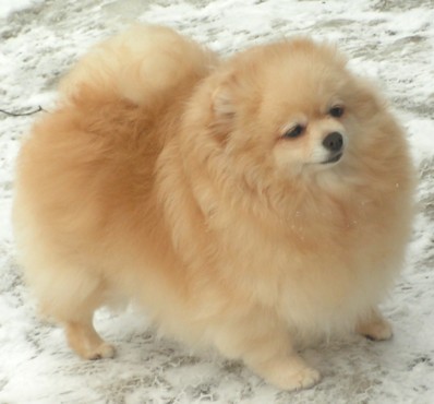родословная/pedigree