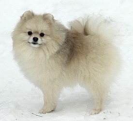 родословная/pedigree