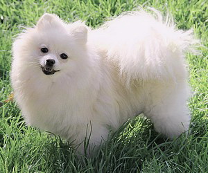 родословная/pedigree