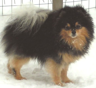 родословная/pedigree