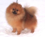 родословная/pedigree