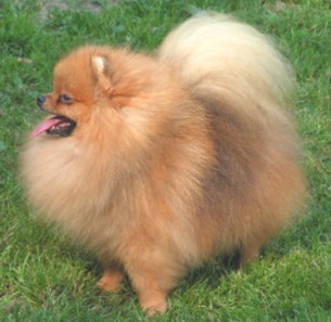 родословная/pedigree