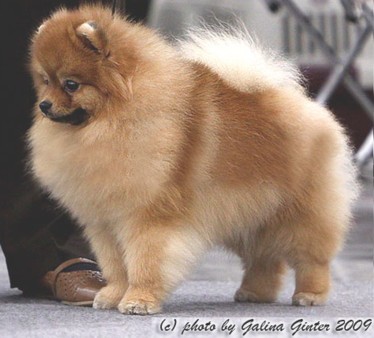 родословная/pedigree