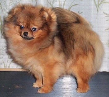родословная/pedigree