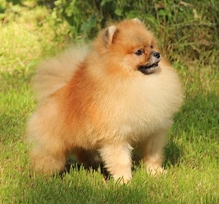 �����������/pedigree