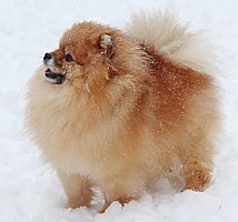 родословная/pedigree